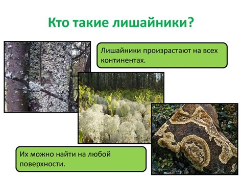 Лишайники. Значение лишайников - online presentation