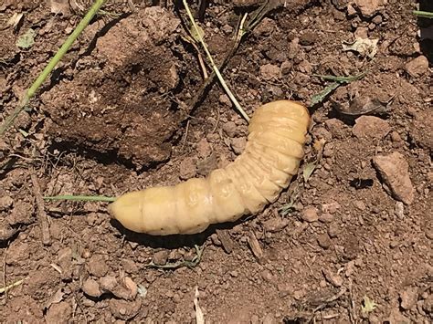 Image result for Digging SoCal