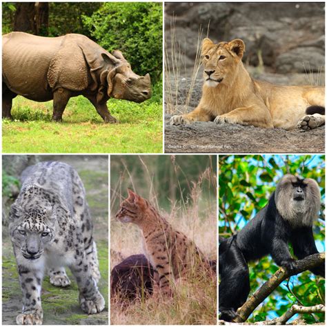 Extinct and endangered species — lesson. Science CBSE, Class 8.