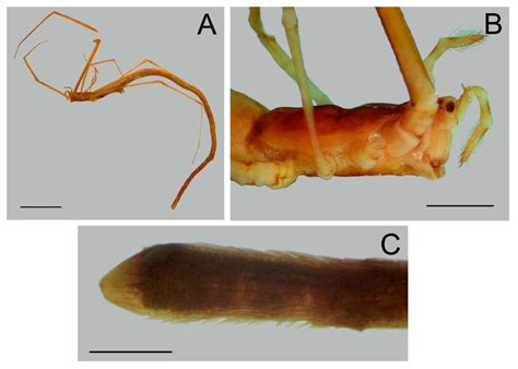 Spiders resembling worms: notes on Ariamnes Thorell, 1869 (Araneae: Theridiidae) with the ...