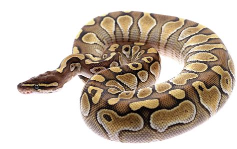 Image result for Royal Python Snake