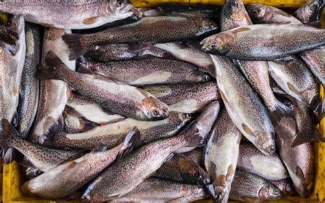 Buy Seafood Online: Fresh Fish Delivery Services | WhatsHot Mumbai