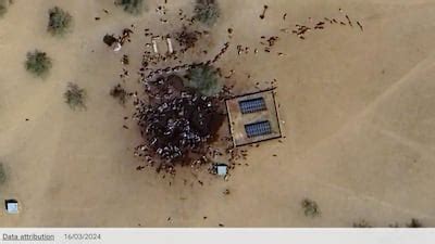 Livestock, not mass grave: False image of Sudan war goes viral | The ...