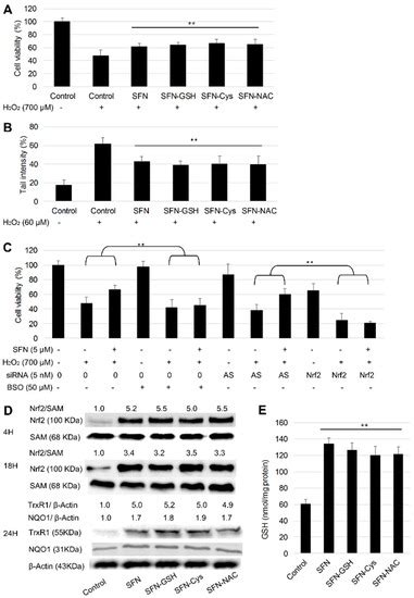 Chemopreventive Activities of Sulforaphane and Its Metabolites in Human ...