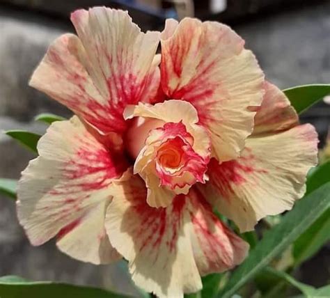 Narayan Nursery Adenium Live Plant Very Rare Rose Verity Bonsai Looking ...