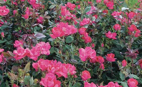 The Family — The Knock Out® Family of Roses