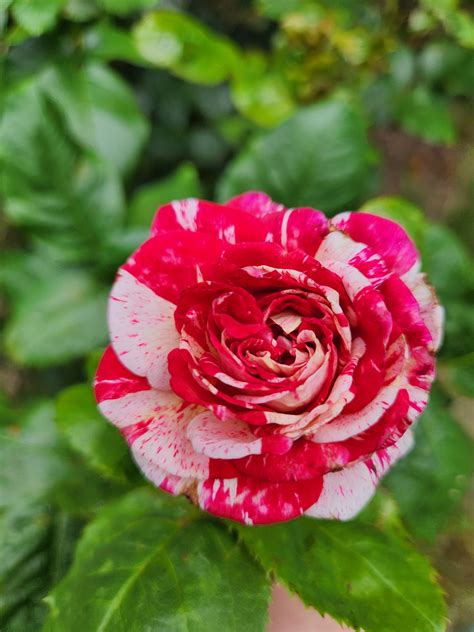 My Neil Diamond rose I planted a couple months ago is showing its ...