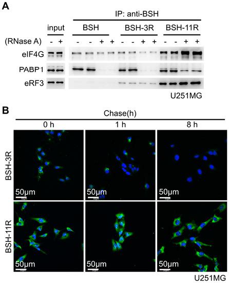 In Vitro Studies to Define the Cell-Surface and Intracellular Targets ...