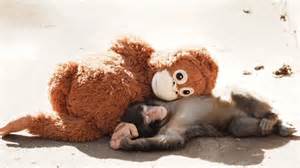 Where To Visit Punch The Monkey