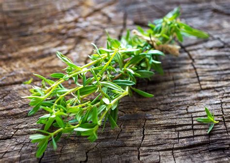 Summer Savory Vs. Winter Savory: SPICEography Showdown – SPICEography