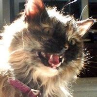 Image result for Channel 4 Red Triangle Films List