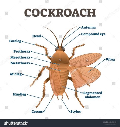 How to Dissect a Cockroach 的图像结果