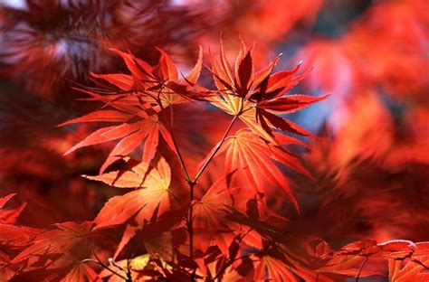 金秋时节枫叶红的诗,描写秋天红枫的诗词,描写秋天枫叶的诗句_大山谷图库