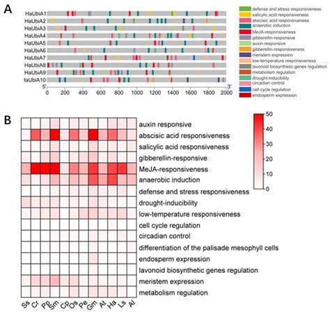 Genome-Wide Identification and Expression Analysis of UBiA Family Genes ...