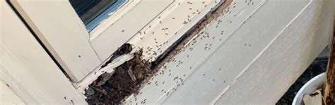 PVC Window Trim Repair 的图像结果