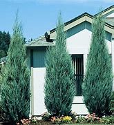 Image result for Blue Point Juniper Growth Rate