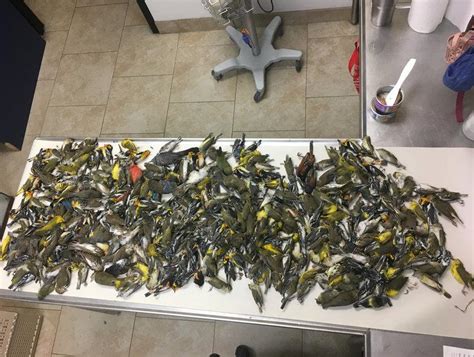 1,500 Birds Die After Flying Into Philadelphia Skyscrapers: What Led To ...