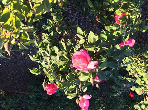 El Paso Rose Garden Opens, Ready to Showcase Spring Blooms
