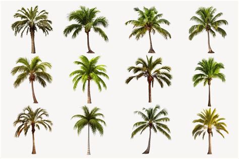 JavaScript Palm Tree Design Open Processing 的图像结果
