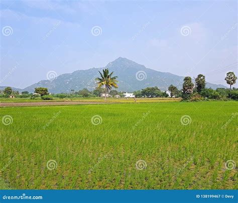 The Holy Mountain Arunachala, The Oldest Mountain On Earth In ...
