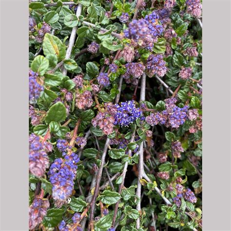 Ceanothus 'Centennial', California Lilac – Dancing Oaks Nursery and Gardens