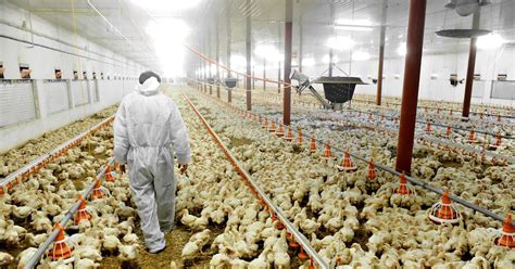 Animal Agriculture 的图像结果