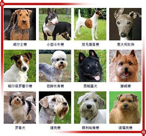 178種狗狗品種大全，看了就認識所有的狗狗了 - 壹讀