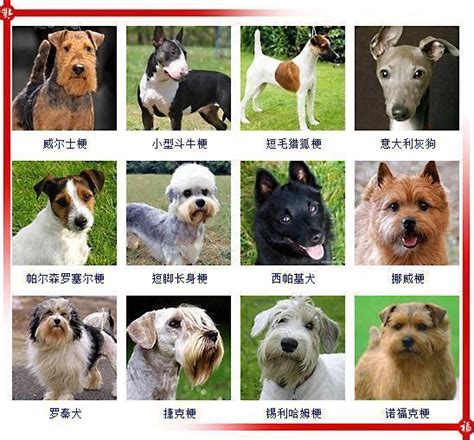 狗狗多久能记住名字 小狗狗多久能记住主人给它起的名字 – Dogcare