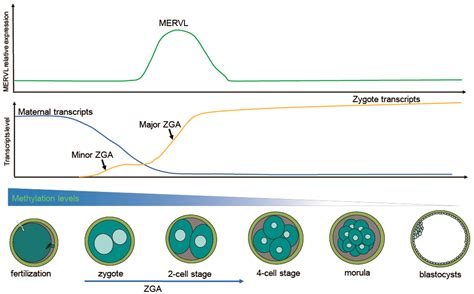 Endogenous Retroviruses Function as Gene Expression Regulatory Elements ...