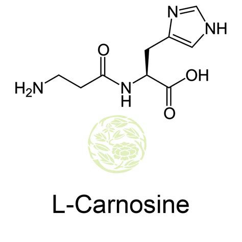 L-Carnosine | L-Carnosine health benefits