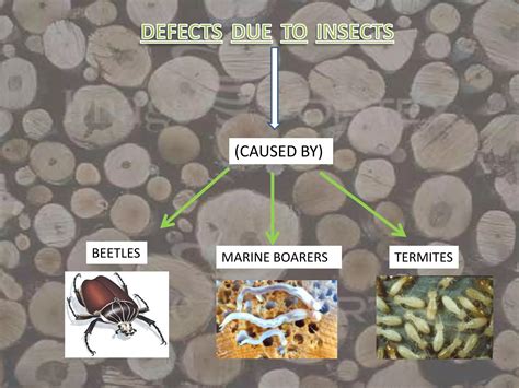 Image result for Defects in Timber