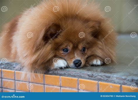 Fluffy brown dog stock image. Image of doggy, crouching - 82454783