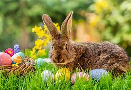 Image result for Spring Bunnies Pics