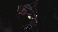 Black Cat Wallpaper by Wallpapers Black Cat Wallpaper Cave Black Cat Wallpaper