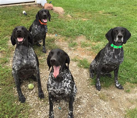 GSP- black roan Gsp Dogs, Pointer Puppies, Dog Personality, Bird Dogs ...