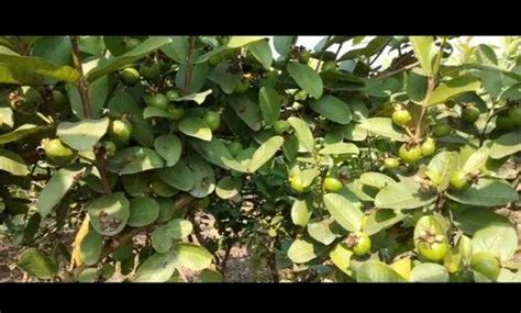 Guava Plants - Taiwan Guava Plant Manufacturer from Chhindwara