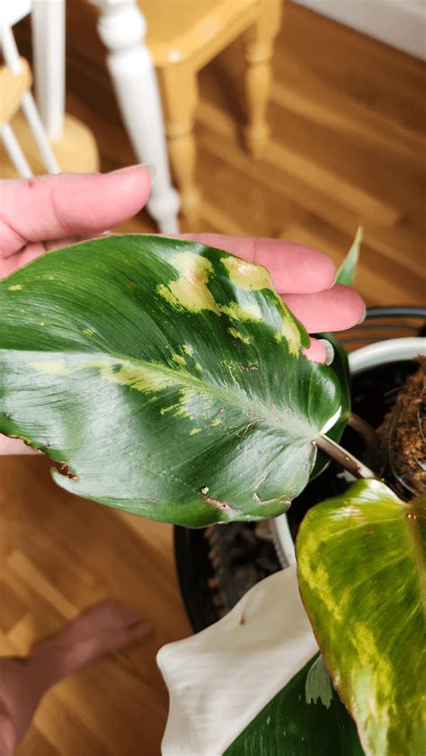 Yellow splotches on white knight philo : r/plantclinic