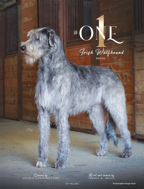 Image result for Cockapoo Tail