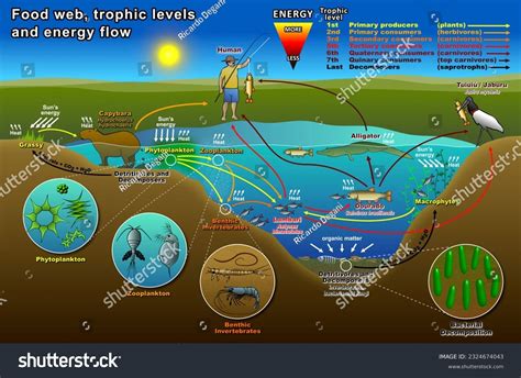 Aquatic Ecosystem Food Web