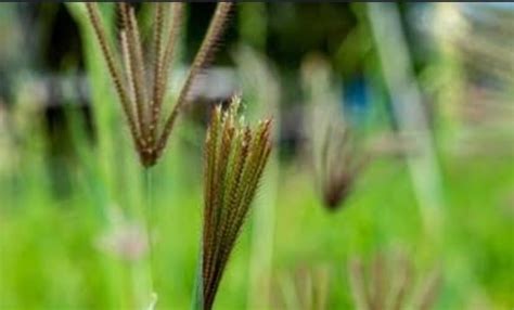 Fresh Eleusine Indica Indian Goosegrass Leaves with Roots, 50 Grams ...