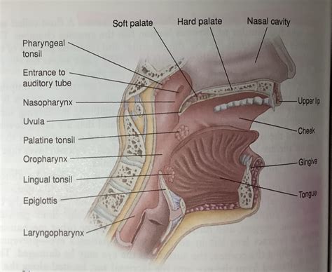 Lingual Tonsil Diagram