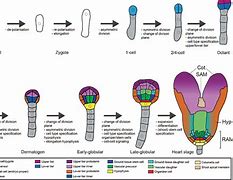 Image result for zymogenesis