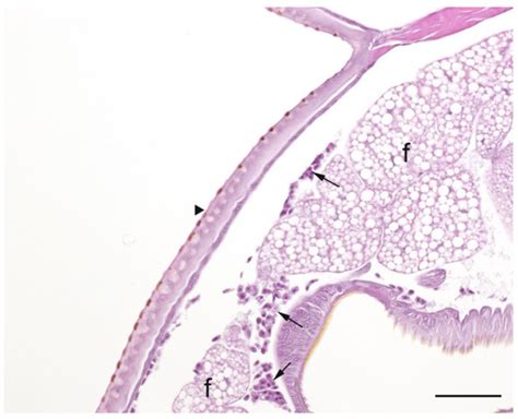 Comparison of the Pathogenic Potential of Campylobacter jejuni, C ...