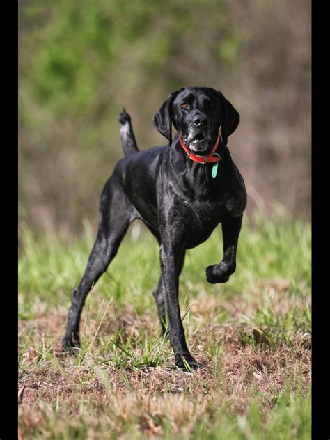 All Black German Shorthaired Pointer - dopi