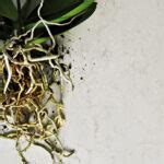 5000 London Grey | Grey Veined Mineral Kitchen Countertop