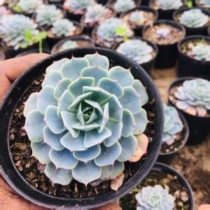 The Himalyanroots Echeveria Plant Price in India - Buy The ...