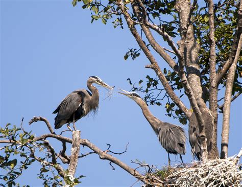 Difference Between Heron Egret And Crane at Howard Roberts blog