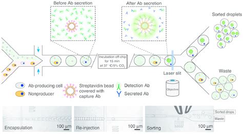 Image result for Microfludics Cell Encapsulation