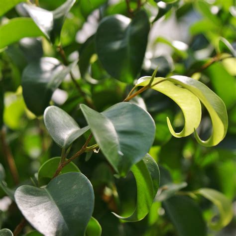 Bring the Beauty of Nature to Your Home with the Ficus Benjamina, Ficu ...