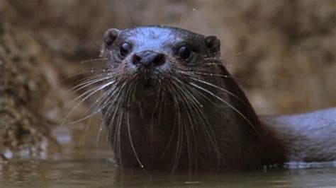 Image result for Springwatch 2009